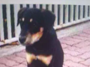 Cachorro raça Mix de Hotviller idade 2 a 6 meses nome Toy