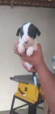Srd