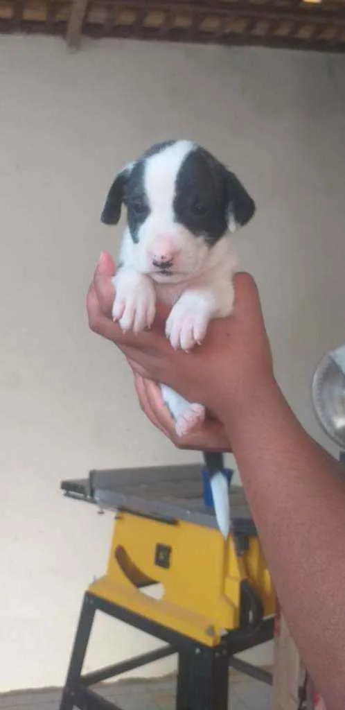 Cachorro raça Rsd idade Abaixo de 2 meses nome Srd