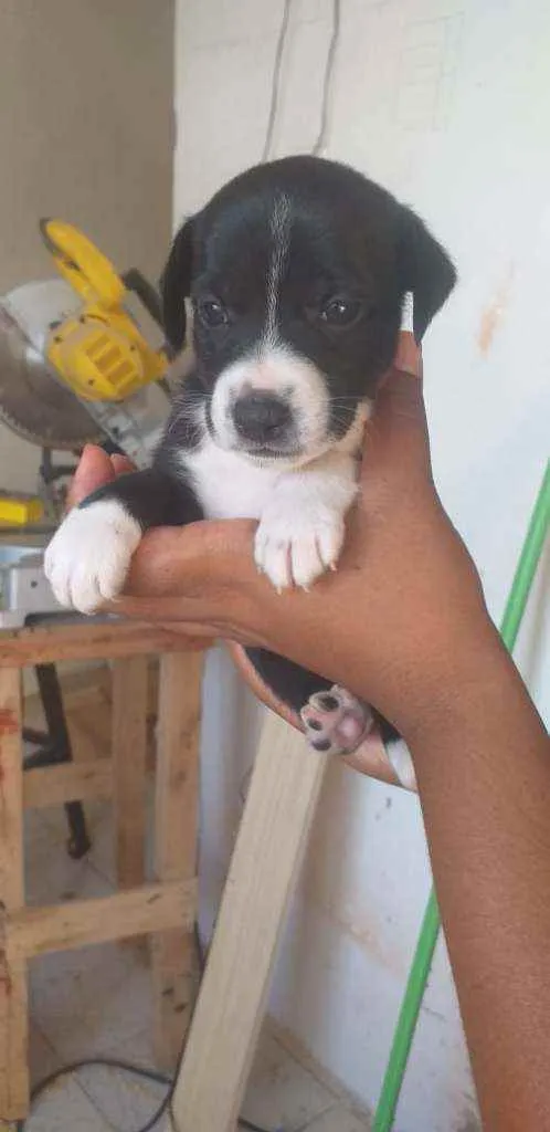 Cachorro raça Srd idade Abaixo de 2 meses nome Filhote