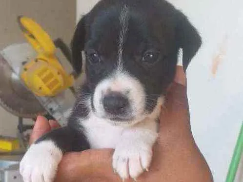 Cachorro raça Srd idade Abaixo de 2 meses nome Filhote