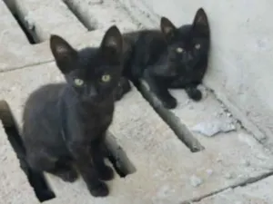 Gato raça SRD idade 2 a 6 meses nome Dante e Dudu 