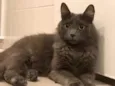 Cinzinha