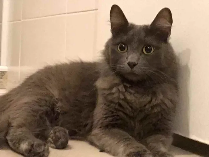 Gato ra a SRD idade 7 a 11 meses nome Cinzinha