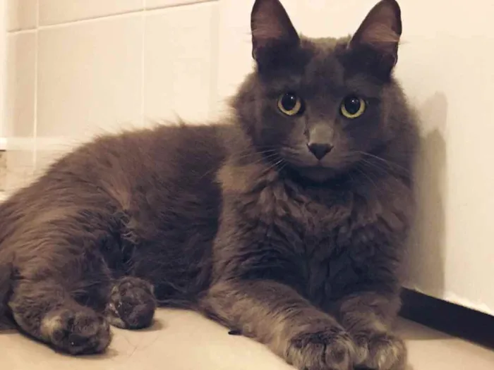 Gato ra a SRD idade 7 a 11 meses nome Cinzinha