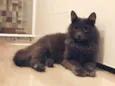 Cinzinha