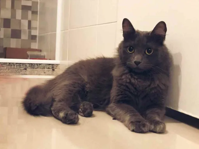 Gato ra a SRD idade 7 a 11 meses nome Cinzinha