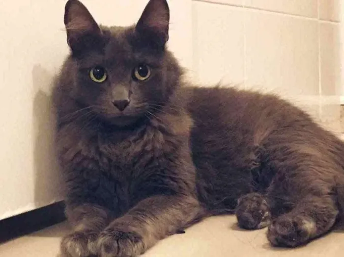 Gato ra a SRD idade 7 a 11 meses nome Cinzinha