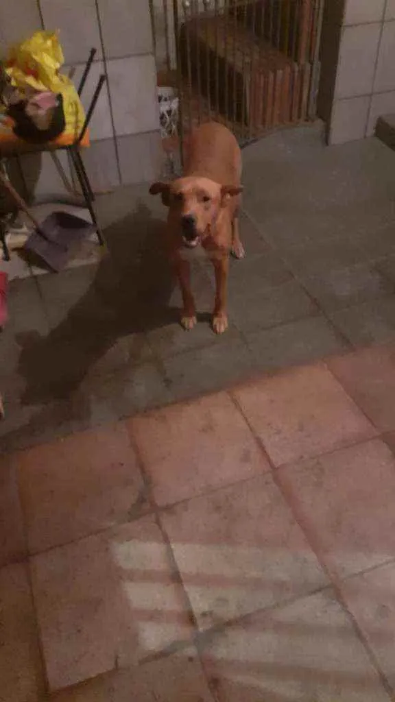 Cachorro ra a SRD idade 7 a 11 meses nome Pitt