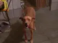 Pitt