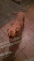 Pitt