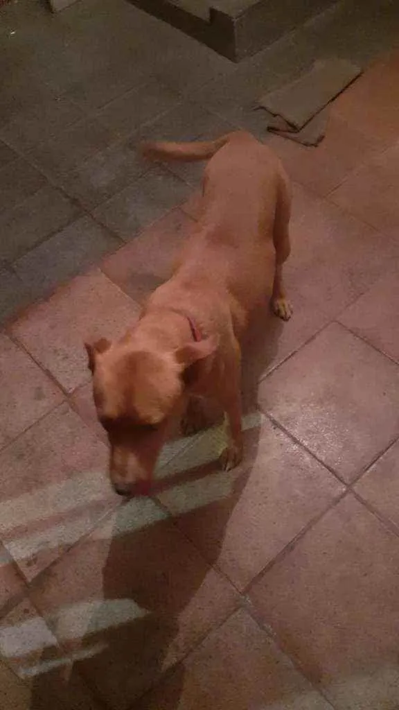 Cachorro ra a SRD idade 7 a 11 meses nome Pitt