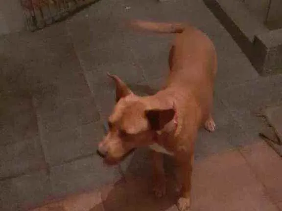 Cachorro ra a SRD idade 7 a 11 meses nome Pitt