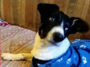 Cachorro ra a Srd idade 7 a 11 meses nome Barish