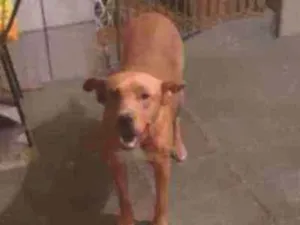 Cachorro raça SRD idade 7 a 11 meses nome Pitt