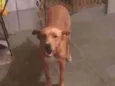 Pitt