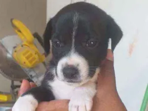 Cachorro raça Srd idade Abaixo de 2 meses nome Filhote
