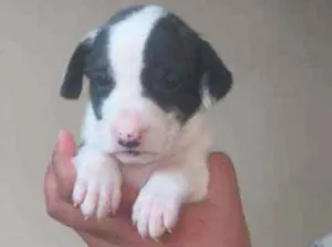 Cachorro raça Rsd idade Abaixo de 2 meses nome Srd