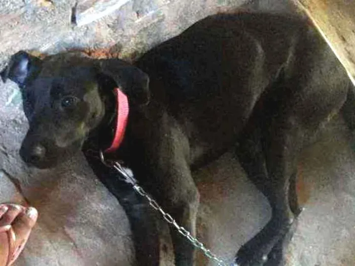 Cachorro ra a Labradora raceada idade 7 a 11 meses nome Kiara