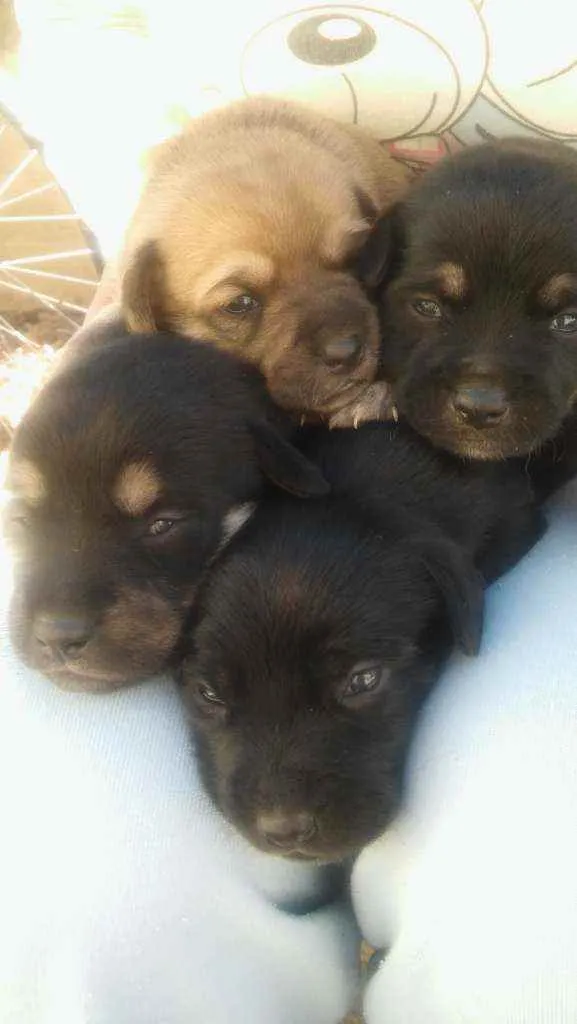 Cachorro ra a Vira lata idade  nome Tor ,meque ,aninha,A