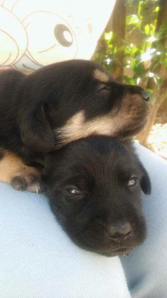 Cachorro ra a Vira lata idade  nome Tor ,meque ,aninha,A