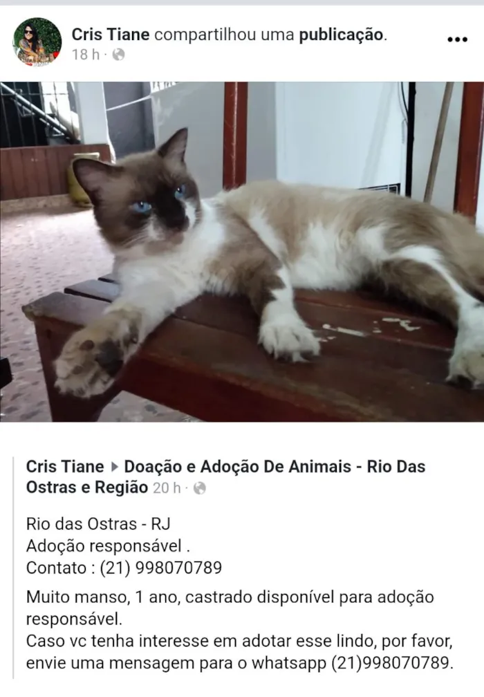 Gato ra a Mestiço de siamês  idade 2 anos nome Batman