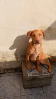 iron