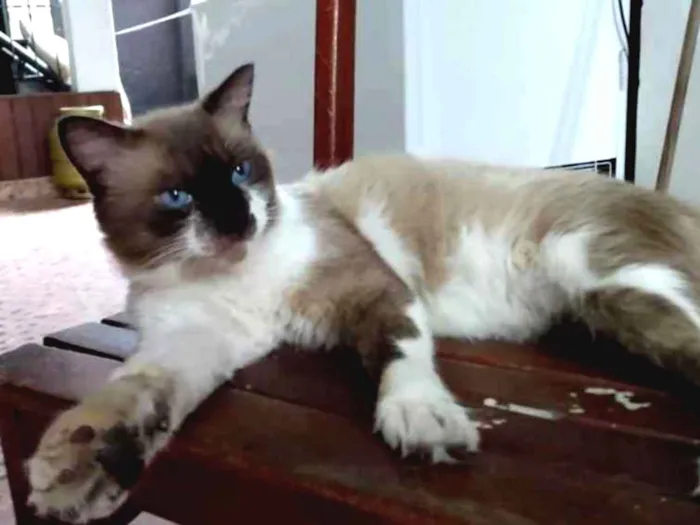 Gato ra a Mestiço de siamês  idade 2 anos nome Batman