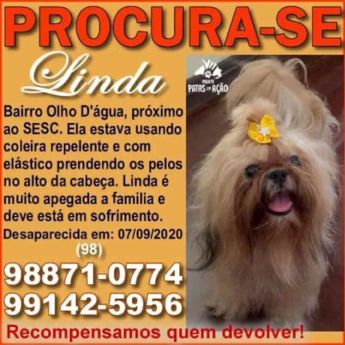 Cachorro raça Shih-tzu idade 3 anos nome Linda