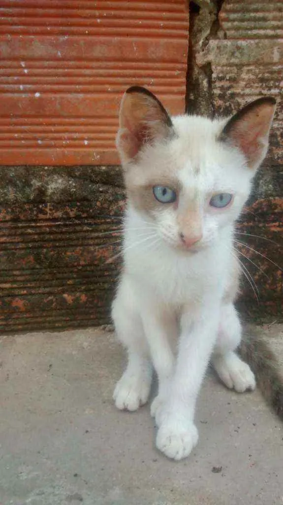 Gato ra a Não sei idade 2 a 6 meses nome Tilt