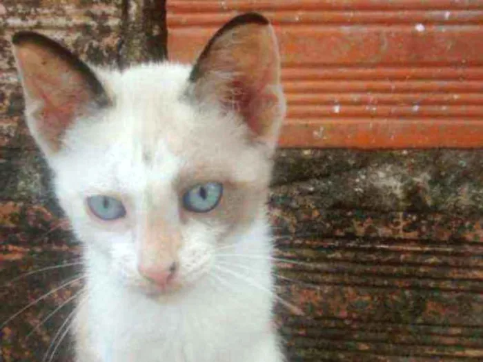 Gato ra a Não sei idade 2 a 6 meses nome Tilt