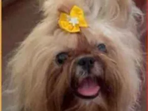 Cachorro raça Shih-tzu idade 3 anos nome Linda