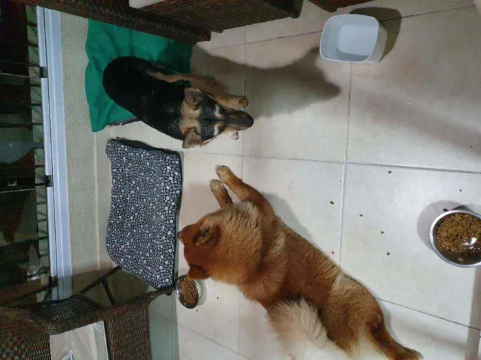 Cachorro ra a Vira Lata e Chow Chow idade 3 anos nome Nao demos nome