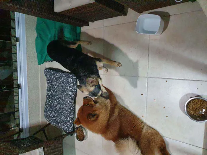 Cachorro ra a Vira Lata e Chow Chow idade 3 anos nome Nao demos nome