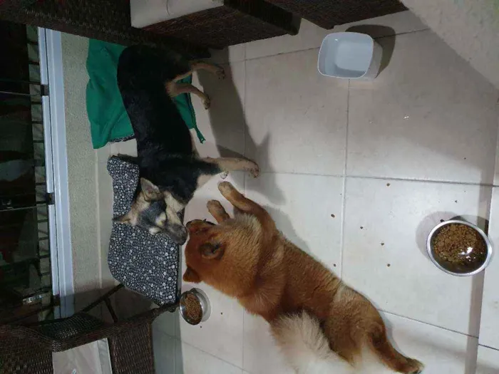 Cachorro ra a Vira Lata e Chow Chow idade 3 anos nome Nao demos nome
