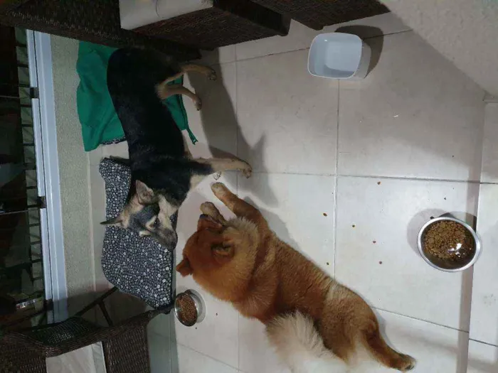 Cachorro ra a Vira Lata e Chow Chow idade 3 anos nome Nao demos nome