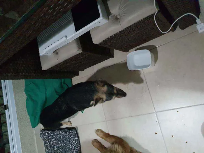 Cachorro ra a Vira Lata e Chow Chow idade 3 anos nome Nao demos nome