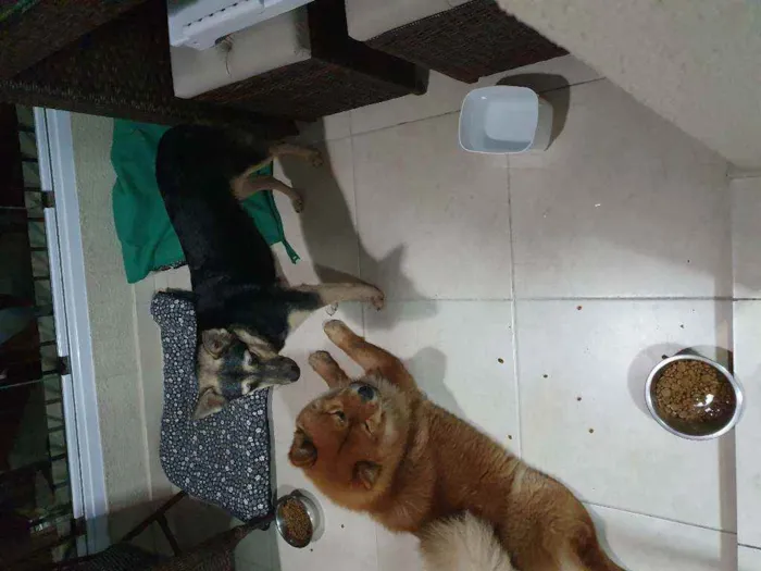 Cachorro ra a Vira Lata e Chow Chow idade 3 anos nome Nao demos nome