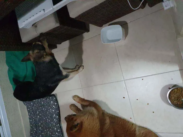 Cachorro ra a Vira Lata e Chow Chow idade 3 anos nome Nao demos nome