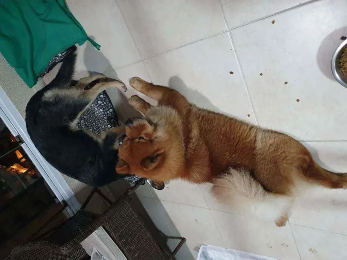 Cachorro ra a Vira Lata e Chow Chow idade 3 anos nome Nao demos nome