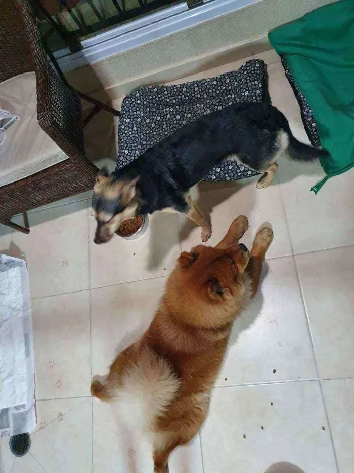 Cachorro ra a Vira Lata e Chow Chow idade 3 anos nome Nao demos nome