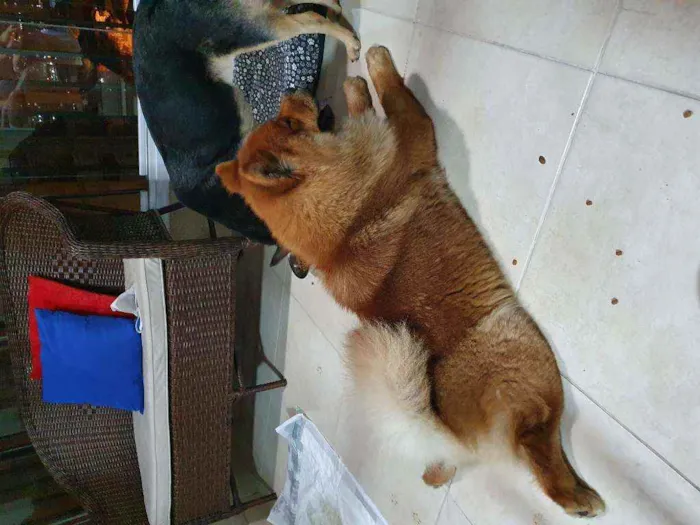 Cachorro ra a Vira Lata e Chow Chow idade 3 anos nome Nao demos nome