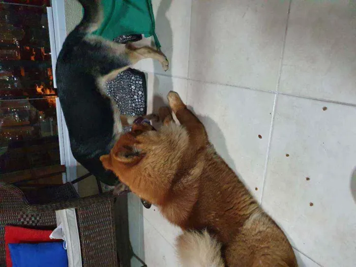 Cachorro ra a Vira Lata e Chow Chow idade 3 anos nome Nao demos nome