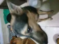 Nao demos nome