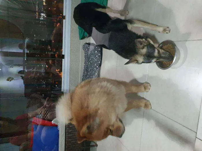 Cachorro ra a Vira Lata e Chow Chow idade 3 anos nome Nao demos nome