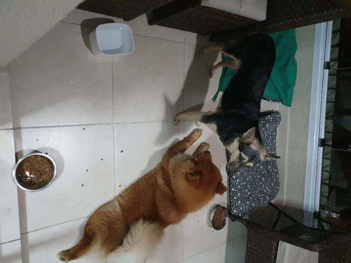 Cachorro ra a Vira Lata e Chow Chow idade 3 anos nome Nao demos nome