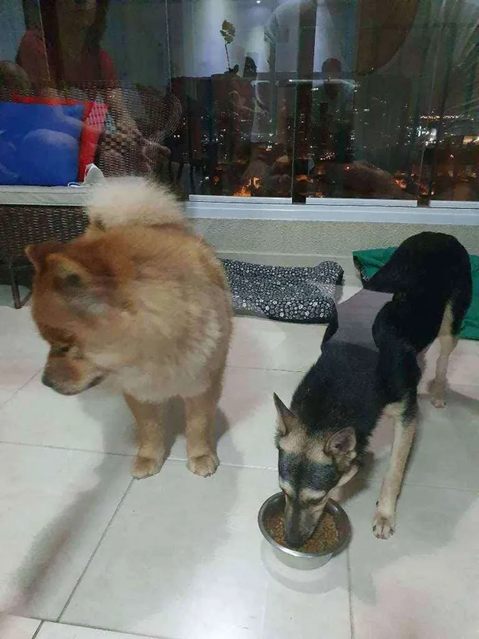 Cachorro ra a chow chow e vira lata idade 3 anos nome Sem nome