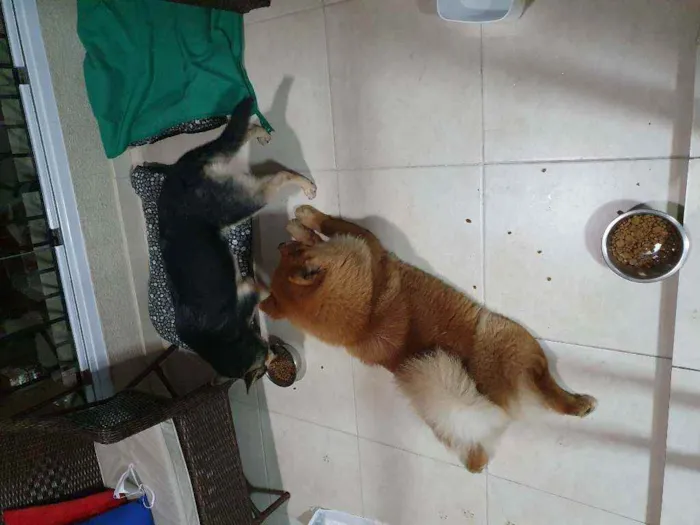 Cachorro ra a chow chow e vira lata idade 3 anos nome Sem nome