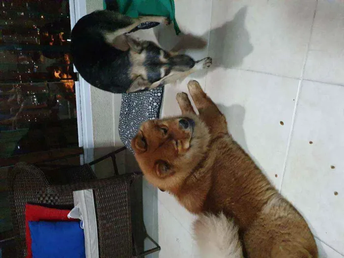 Cachorro ra a chow chow e vira lata idade 3 anos nome Sem nome