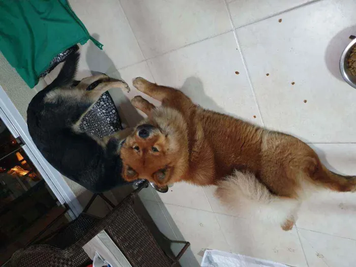 Cachorro ra a chow chow e vira lata idade 3 anos nome Sem nome